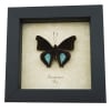 Doxocopa cyane Cyane Emperor Butterfly Framed Taxidermy Display