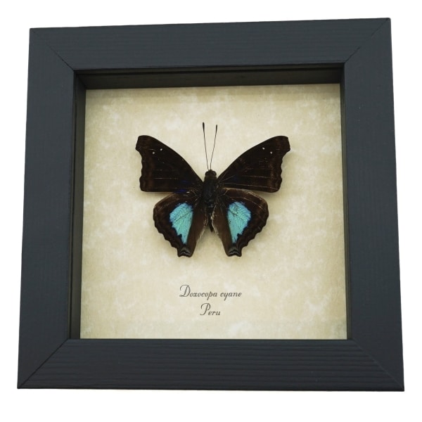 Doxocopa cyane Cyane Emperor Butterfly Framed Taxidermy Display
