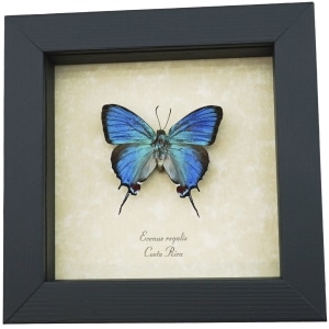 Evenus Regalis Regal Hairstreak Butterfly Framed Taxidermy Display
