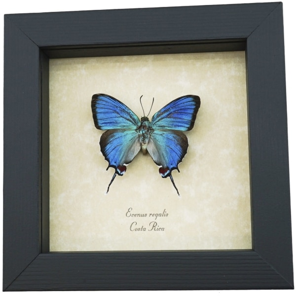 Evenus Regalis Regal Hairstreak Butterfly Framed Taxidermy Display
