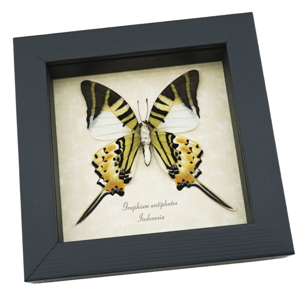Five bar Swordtail Graphium antiphates Framed Butterfly Taxidermy Display