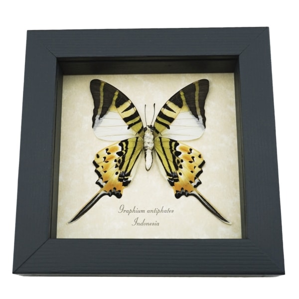 Five bar Swordtail Graphium antiphates Framed Butterfly Taxidermy Display