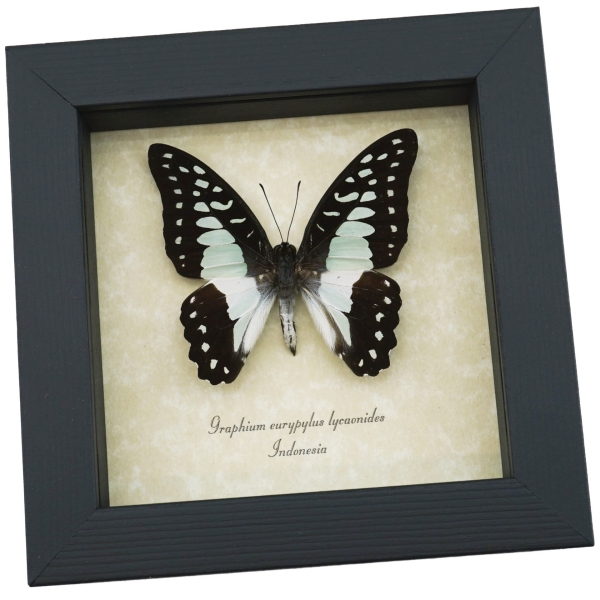 Graphium eurypylus lycaonides Butterfly Pale Green Triangle Framed Taxidermy Display