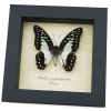 Graphium eurypylus lycaonides Butterfly Pale Green Triangle Framed Taxidermy Display