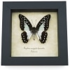 Graphium eurypylus lycaonides Butterfly Pale Green Triangle Framed Taxidermy Display