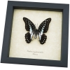 Graphium eurypylus pamphylus Butterfly Pale Green Triangle Framed Taxidermy Display