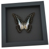 Graphium eurypylus pamphylus Butterfly Pale Green Triangle Framed Taxidermy Moonlight Display
