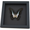 Graphium eurypylus pamphylus Butterfly Pale Green Triangle Framed Taxidermy Moonlight Display
