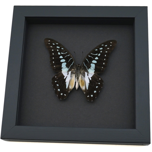 Graphium eurypylus pamphylus Butterfly Pale Green Triangle Framed Taxidermy Moonlight Display