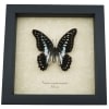 Graphium eurypylus pamphylus Butterfly Pale Green Triangle Framed Taxidermy Display