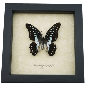 Graphium eurypylus pamphylus Butterfly Pale Green Triangle Framed Taxidermy Display