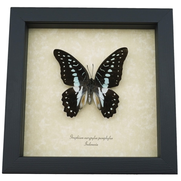 Graphium eurypylus pamphylus Butterfly Pale Green Triangle Framed Taxidermy Display