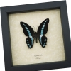 Graphium milon Milons Swallowtail Butterfly Framed Taxidermy Display