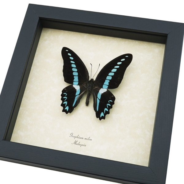 Graphium milon Milons Swallowtail Butterfly Framed Taxidermy Display