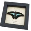 Graphium sarpedon Resting Pose Butterfly Blue triangle Framed Taxidermy Display