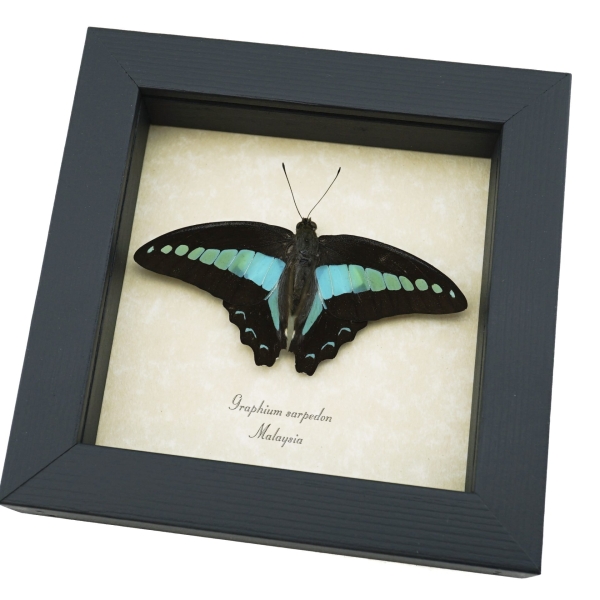 Graphium sarpedon Resting Pose Butterfly Blue triangle Framed Taxidermy Display