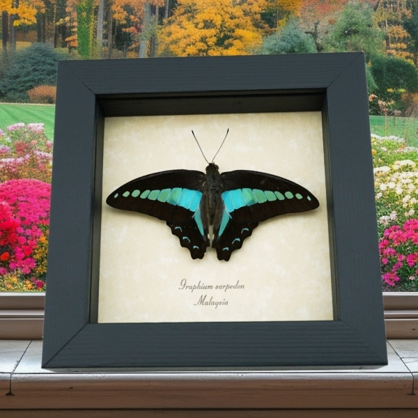 Graphium sarpedon Resting Pose Butterfly Blue triangle Framed Taxidermy Display