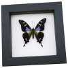 Framed Graphium Weiskei Butterfly Purple Spotted Swallowtail Taxidermy Classic Black Display