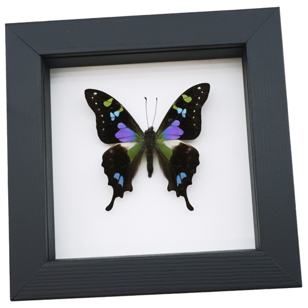 Framed Graphium Weiskei Butterfly Purple Spotted Swallowtail Taxidermy Classic Black Display