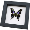 Framed Graphium Weiskei Butterfly Purple Spotted Swallowtail Taxidermy Classic Black Display