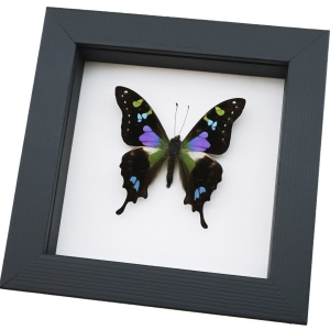 Framed Graphium Weiskei Butterfly Purple Spotted Swallowtail Taxidermy Classic Black Display