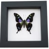 Framed Graphium Weiskei Butterfly Purple Spotted Swallowtail Taxidermy Classic Black Display