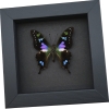 Framed Graphium Weiskei Butterfly Purple Spotted Swallowtail Moonlight Display