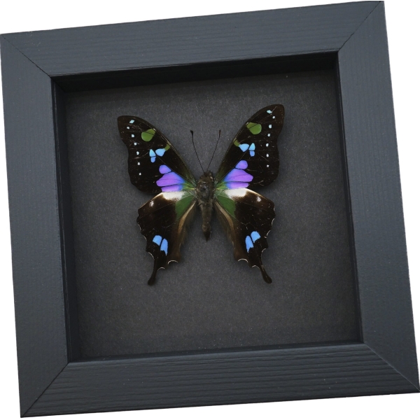 Framed Graphium Weiskei Butterfly Purple Spotted Swallowtail Moonlight Display