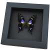 Framed Graphium Weiskei Butterfly Purple Spotted Swallowtail Moonlight Display