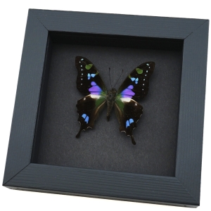 Framed Graphium Weiskei Butterfly Purple Spotted Swallowtail Moonlight Display