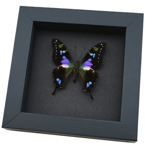 Framed Graphium Weiskei Butterfly Purple Spotted Swallowtail Moonlight Display
