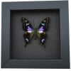 Framed Graphium Weiskei Butterfly Purple Spotted Swallowtail Moonlight Display