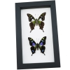 Graphium weiskei Butterfly Pair Purple Spotted Swallowtail Butterflies Framed Taxidermy Classic Black Display