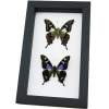 Graphium weiskei Butterfly Pair Purple Spotted Swallowtail Butterflies Framed Taxidermy Classic Black Display