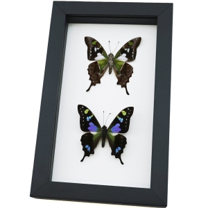 Graphium weiskei Butterfly Pair Purple Spotted Swallowtail Butterflies Framed Taxidermy Classic Black Display