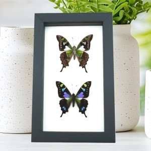 Swallowtail Butterflies Graphium weiskei Butterfly Pair Framed Classic Black Display