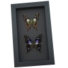 Graphium weiskei Butterfly Pair Purple Spotted Swallowtail Butterflies Framed Moonlight Display