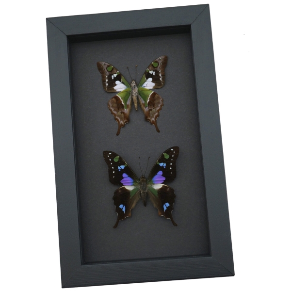 Graphium weiskei Butterfly Pair Purple Spotted Swallowtail Butterflies Framed Moonlight Display
