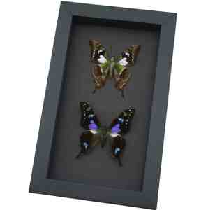 Graphium weiskei Butterfly Pair Purple Spotted Swallowtail Butterflies Framed Moonlight Display