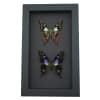 Graphium weiskei Butterfly Pair Purple Spotted Swallowtail Butterflies Framed Moonlight Display
