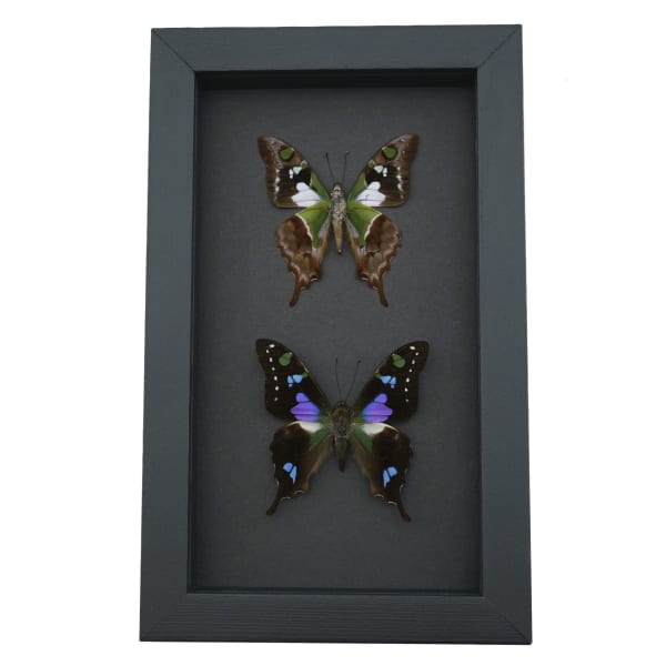 Graphium weiskei Butterfly Pair Purple Spotted Swallowtail Butterflies Framed Moonlight Display