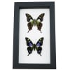 Graphium weiskei Butterfly Pair Purple Spotted Swallowtail Butterflies Framed Taxidermy Classic Black Display