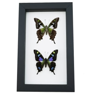 Graphium weiskei Butterfly Pair Purple Spotted Swallowtail Butterflies Framed Taxidermy Classic Black Display