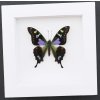 Framed Graphium Weiskei Butterfly Purple Spotted Swallowtail Taxidermy Vibrant White Display