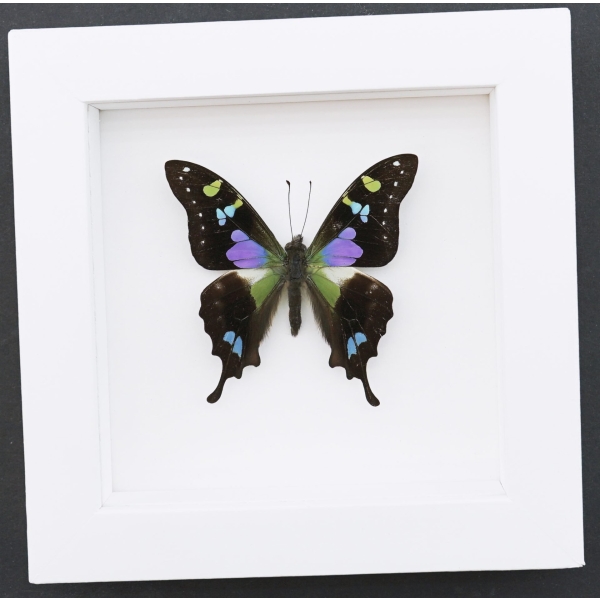 Framed Graphium Weiskei Butterfly Purple Spotted Swallowtail Taxidermy Vibrant White Display