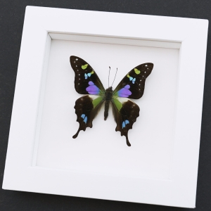 Framed Graphium Weiskei Butterfly Purple Spotted Swallowtail Taxidermy Vibrant White Display