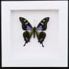 Framed Graphium Weiskei Butterfly Purple Spotted Swallowtail Taxidermy Vibrant White Display