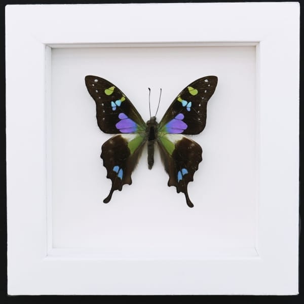 Framed Graphium Weiskei Butterfly Purple Spotted Swallowtail Taxidermy Vibrant White Display