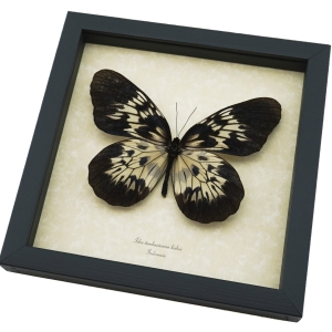 Idea tambusisiana hideoi Rare Butterfly Framed Taxidermy Display ooak