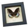 Lexias pardalis Common Archduke Butterfly Framed Taxidermy Display Framed Taxidermy